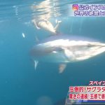 【画像】旅サラダガールズ・江田友莉亜さんのマグロと一緒に泳ぐ水着をもっと大きく映してほC😭😭😭😭😭😭